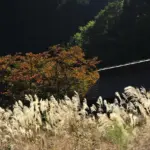 Kan elefantgræs bruges til at lave tekstiler?